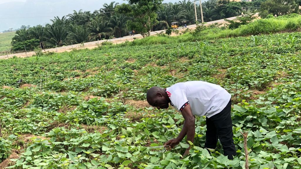 National Root Crops Research Institute Umudike
